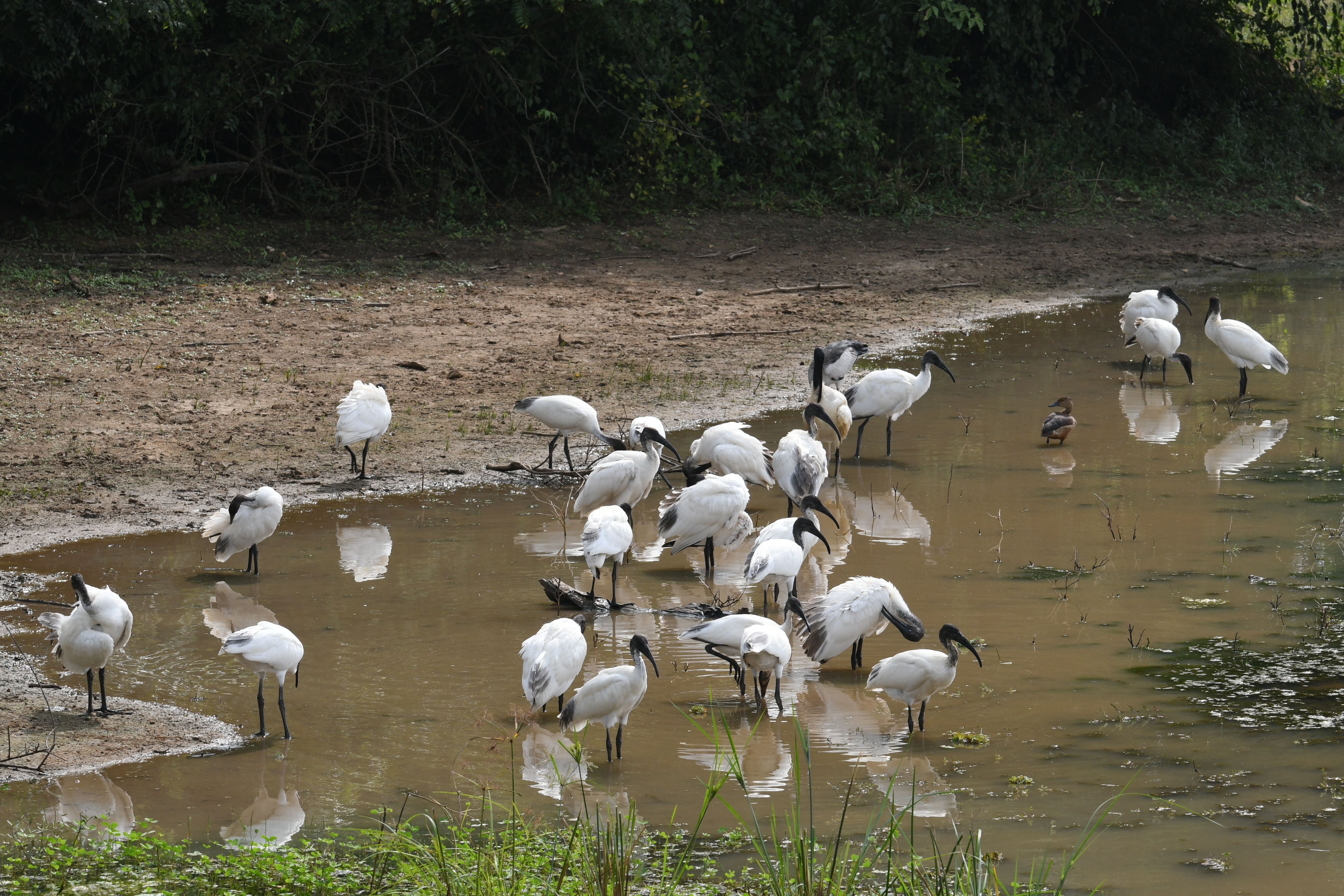 Yala Nationalpark